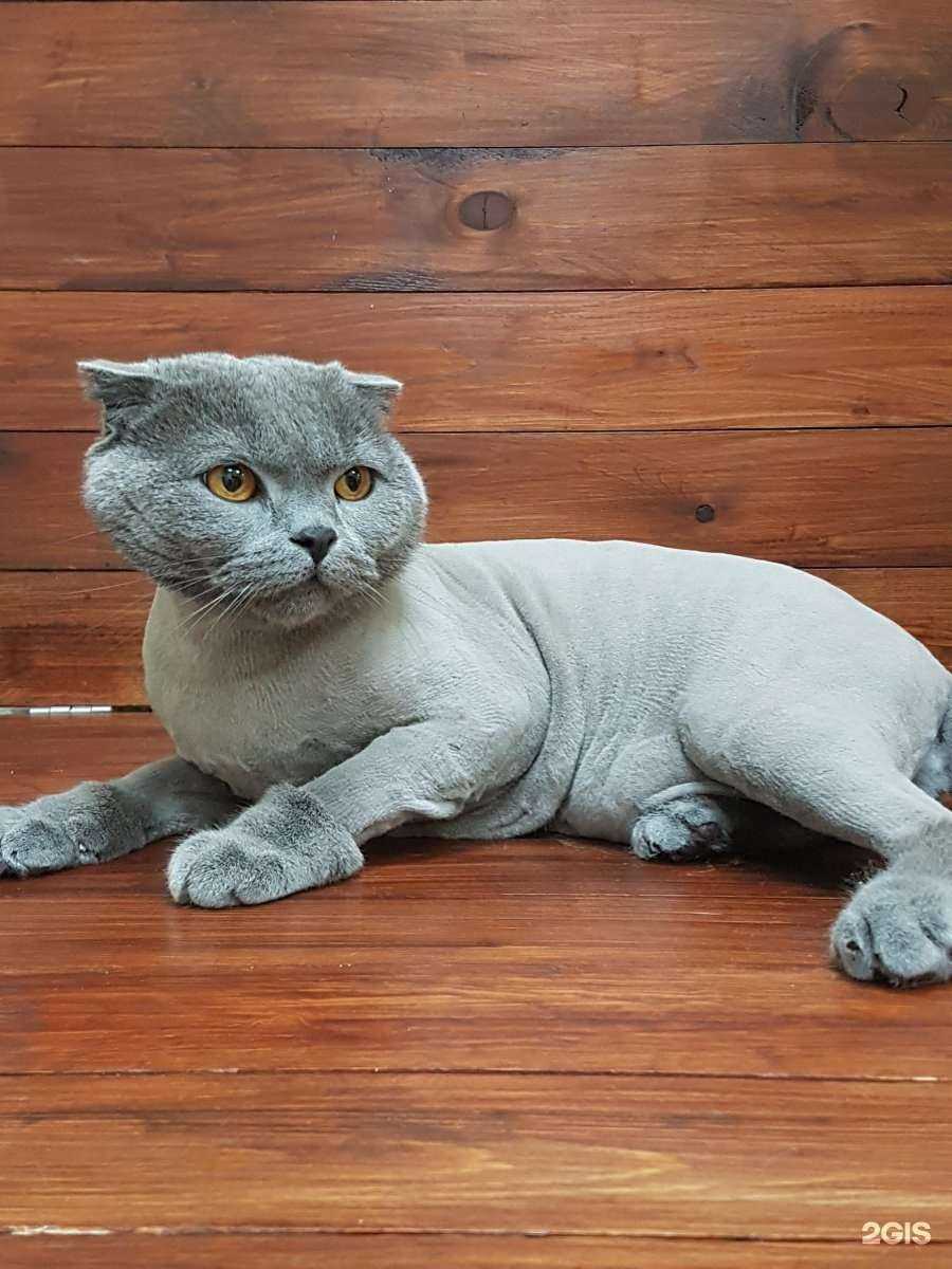 Отзывы на компанию Грумвиль в Иркутске c фото