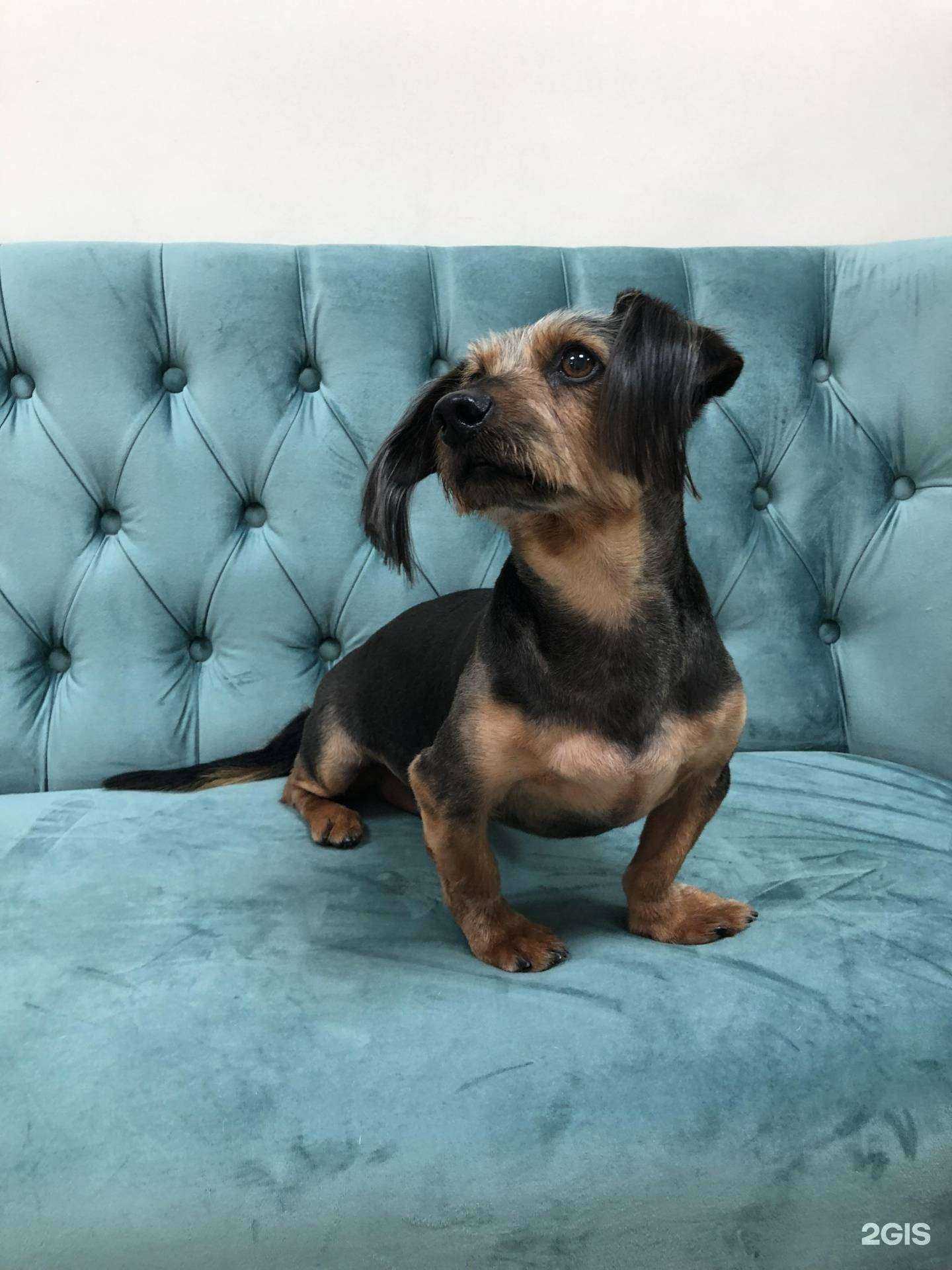 Отзывы на компанию ДоггиДог в г. Владимир c фото