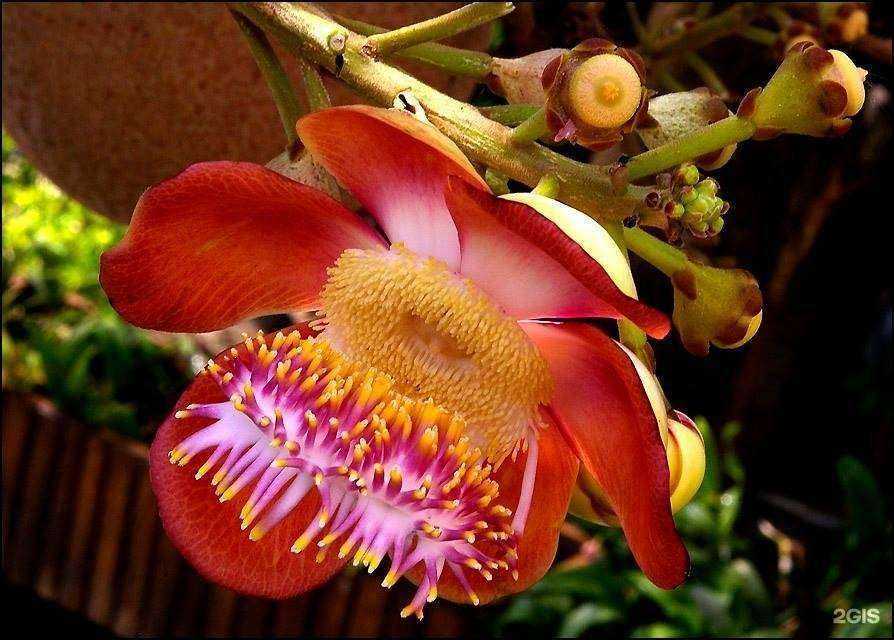 Отзывы на компанию Детская музыкальная школа  им. В.И. Сафонова в Кисловодске c фото