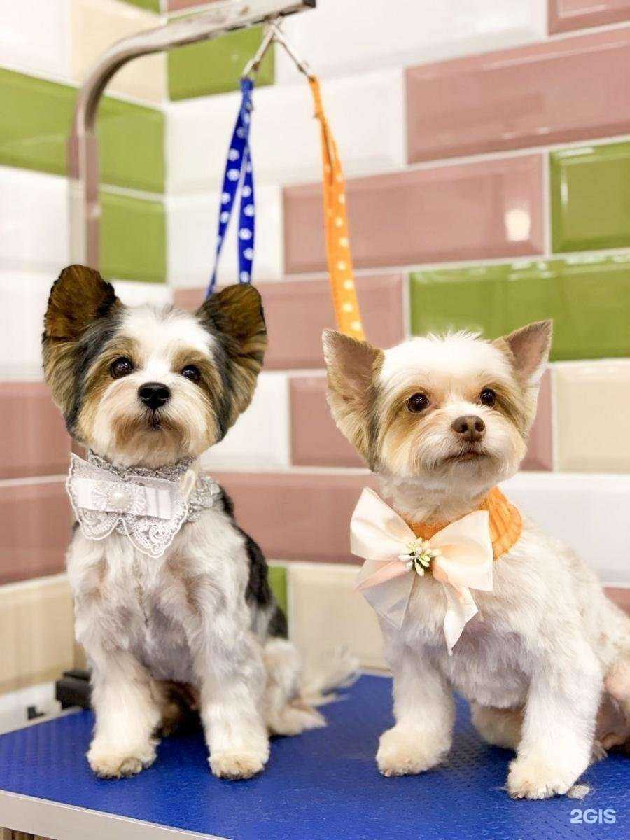 Отзывы на компанию Monpapillon в Люберцах c фото