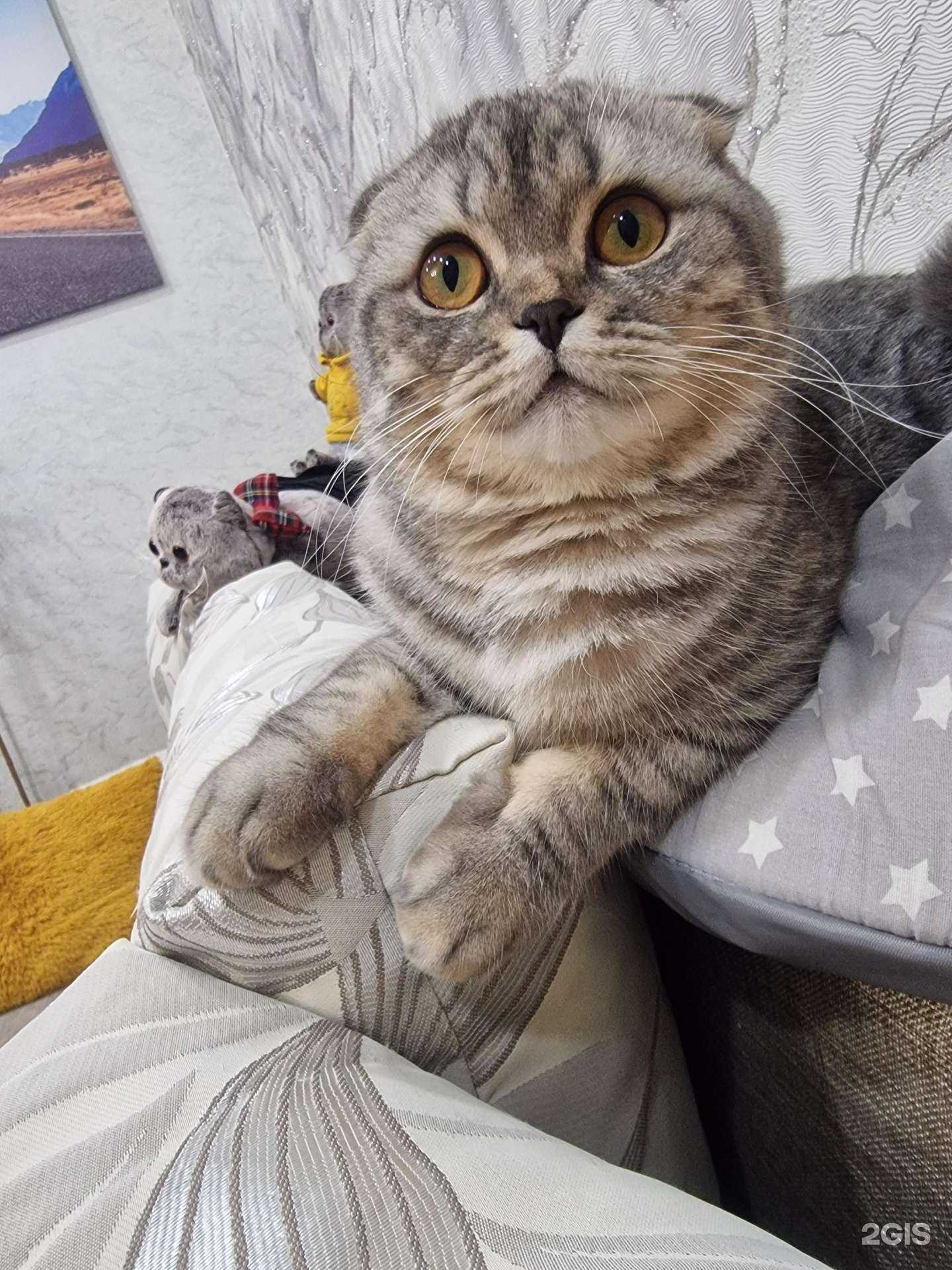 Отзывы на компанию Акелла в г. Красноярск c фото