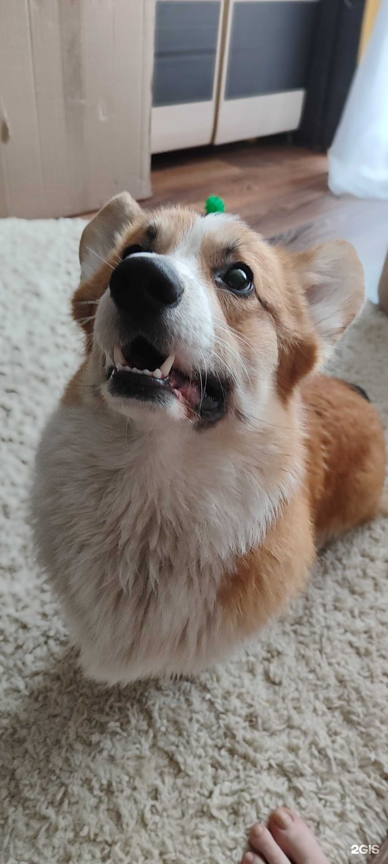 Отзывы на компанию Mari-Groom в г. Новосибирск c фото
