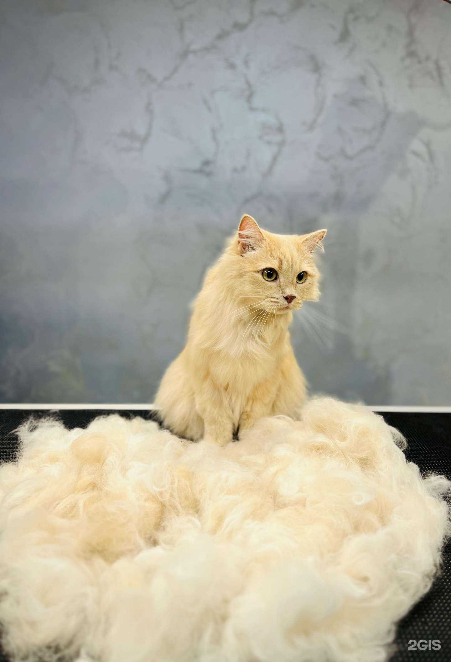 Отзывы на компанию ProШерсть в Мегионе c фото