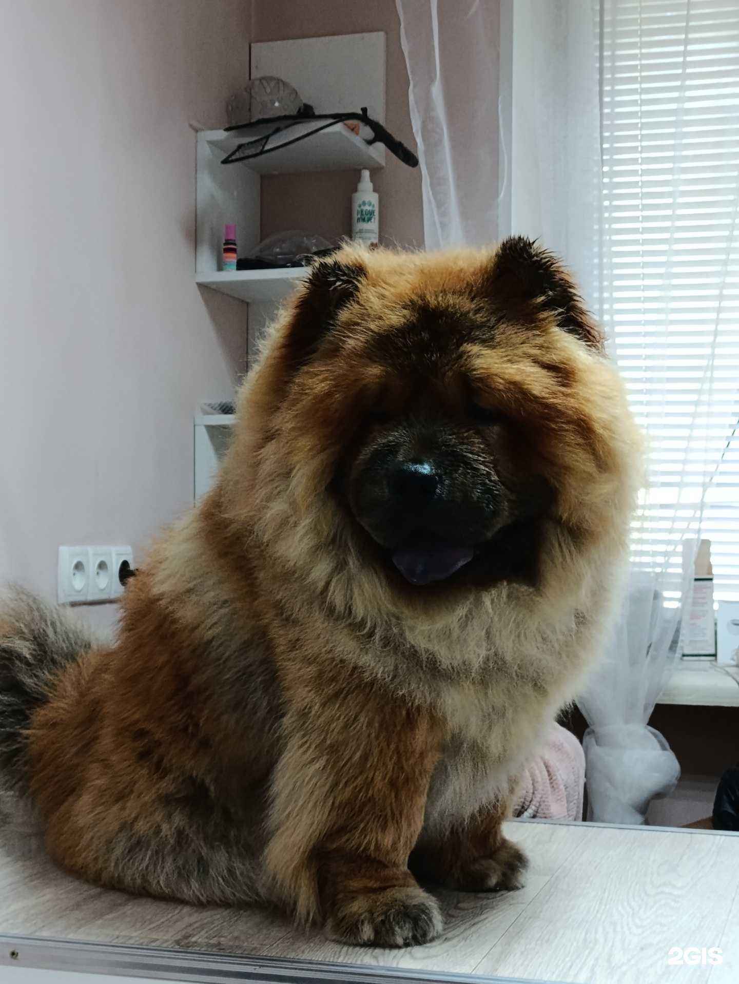 Отзывы на компанию Мягкие лапки в г. Тольятти c фото