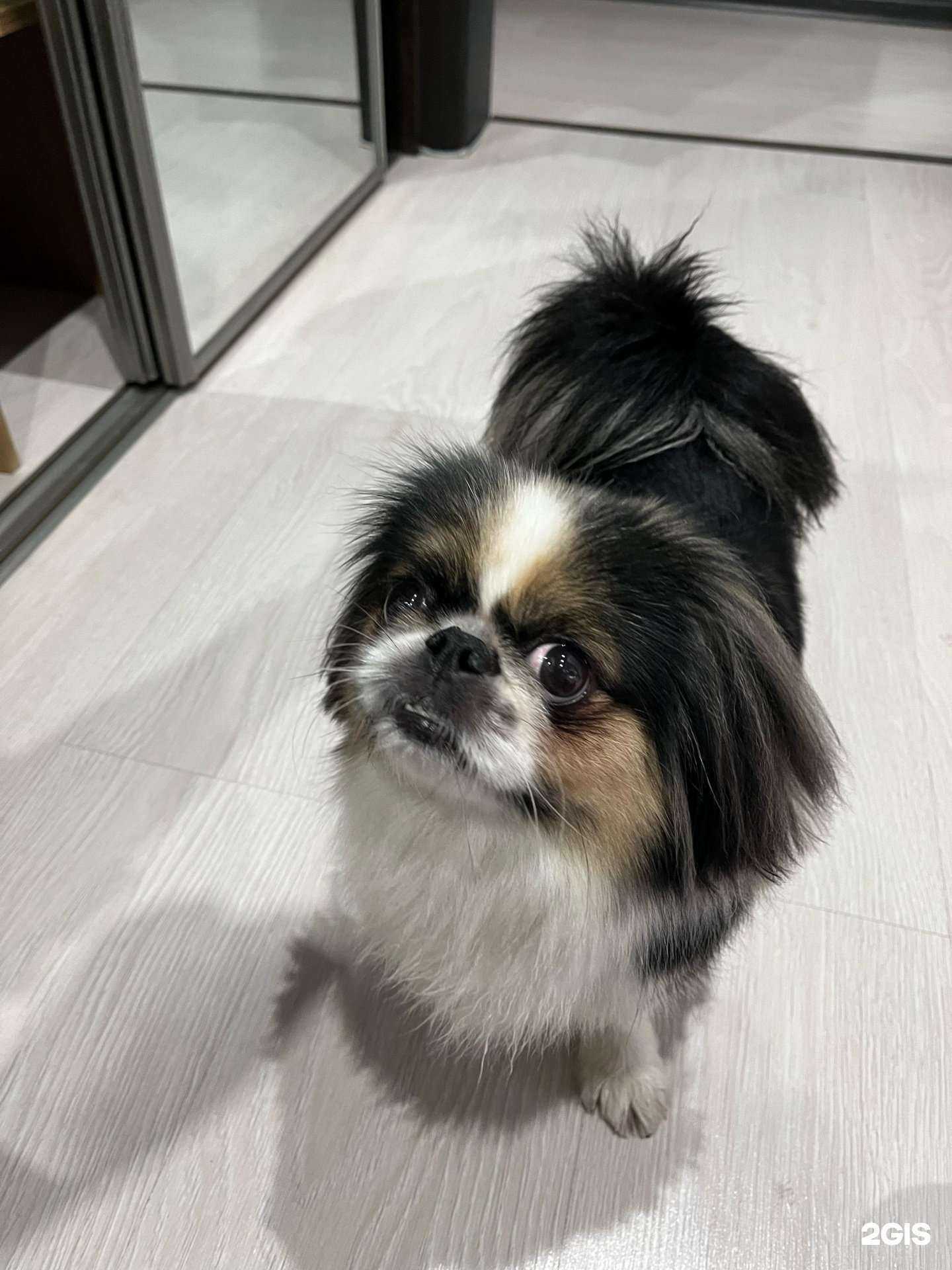 Отзывы на компанию Альфа вет в г. Кемерово c фото