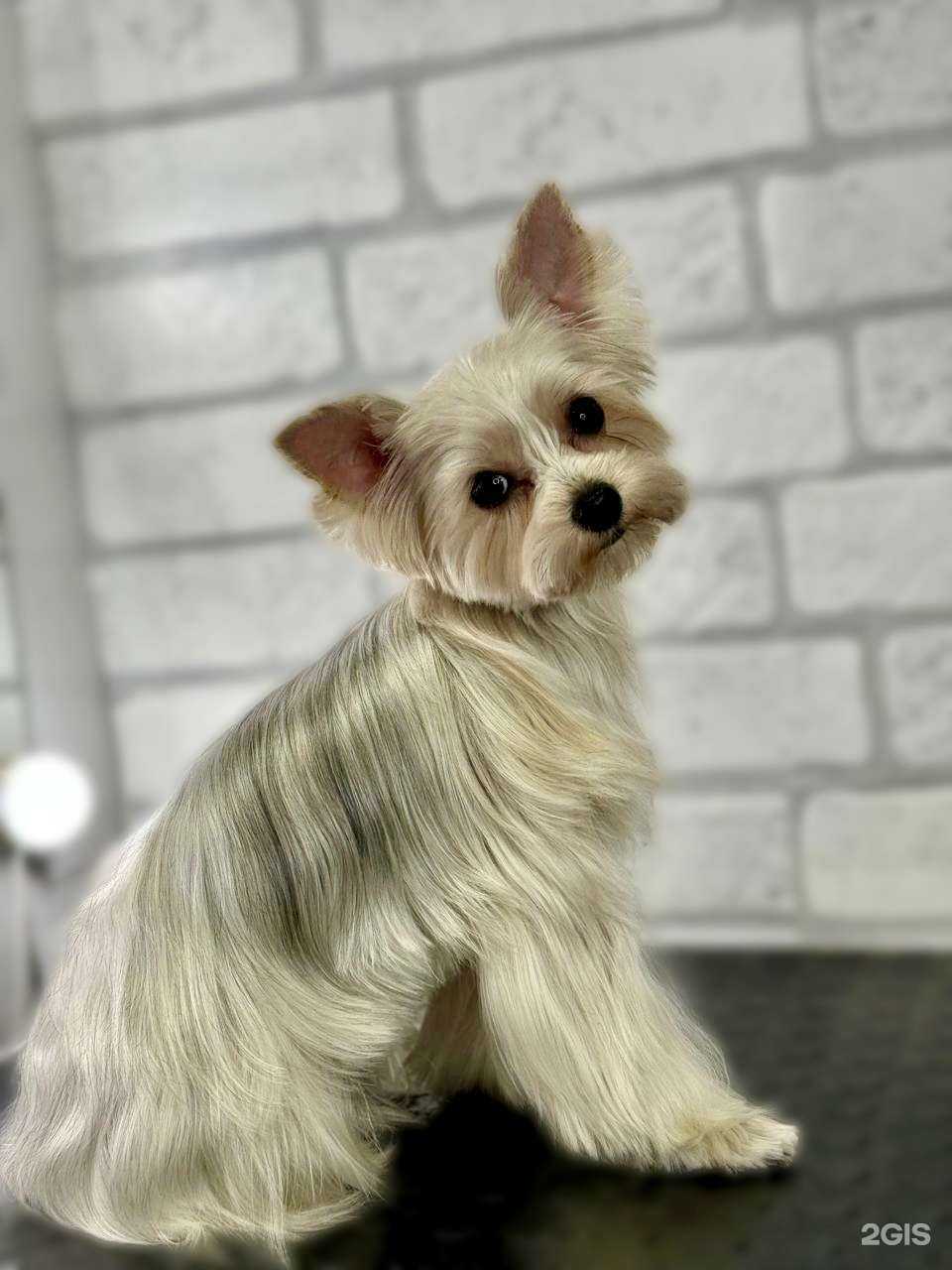 Отзывы на компанию Dog Friends в Краснодаре c фото