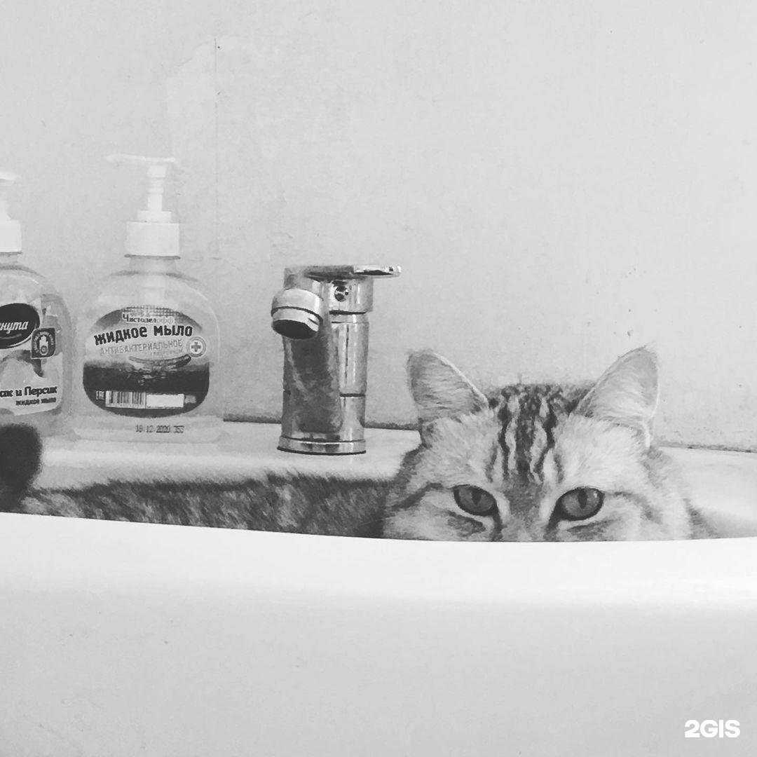 Отзывы на компанию Заволжская ветеринарная лечебница в Ульяновске c фото