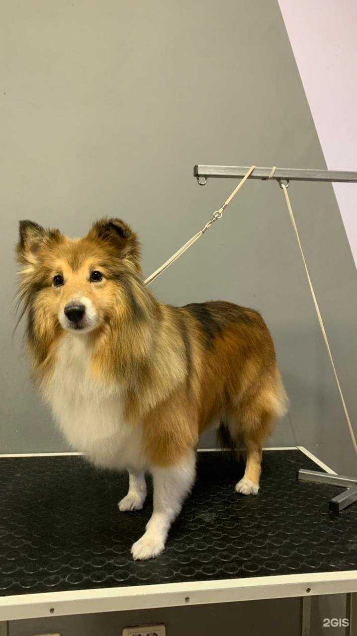 Отзывы на компанию Pet`s Style в Челябинске c фото