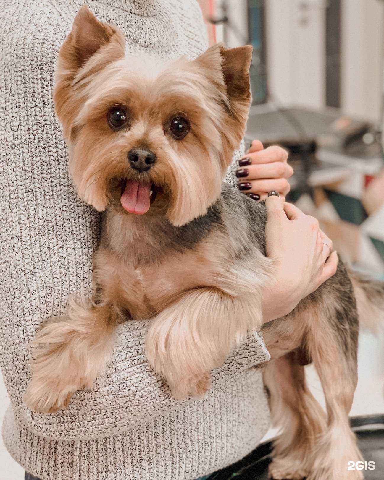 Отзывы на компанию Крошка Пудель в г. Курск c фото