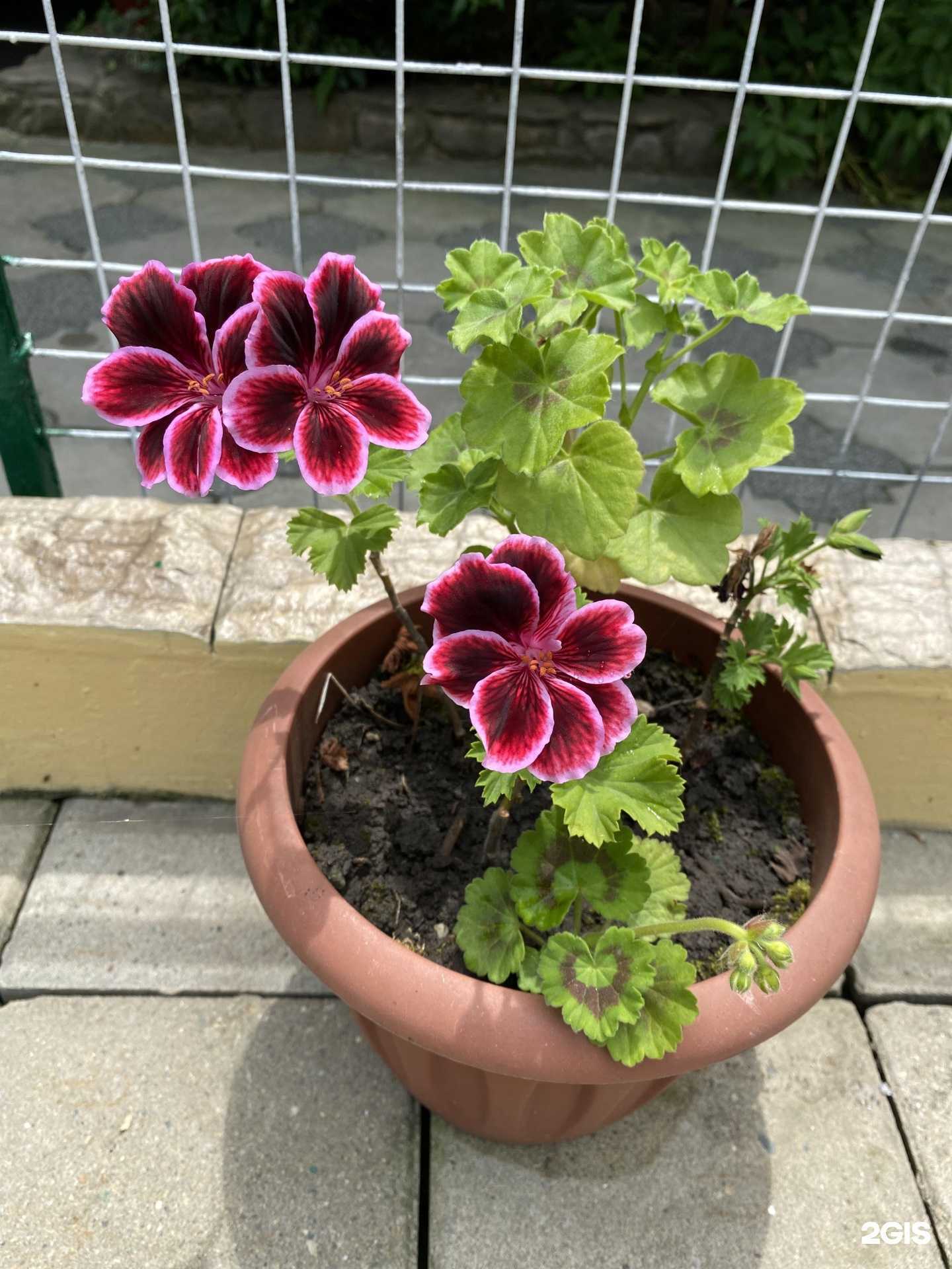 Отзывы на компанию Азалия в г. Сочи c фото