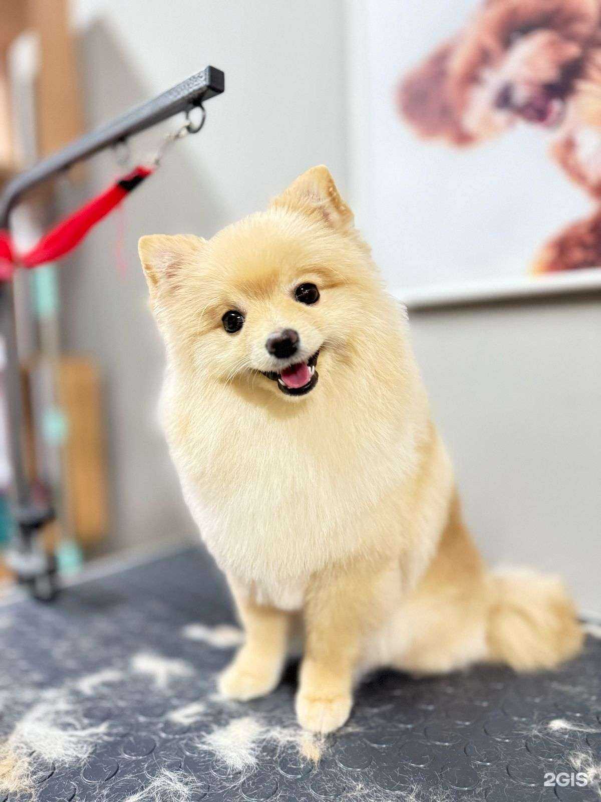 Отзывы на компанию Мини Лапки в г. Якутск c фото