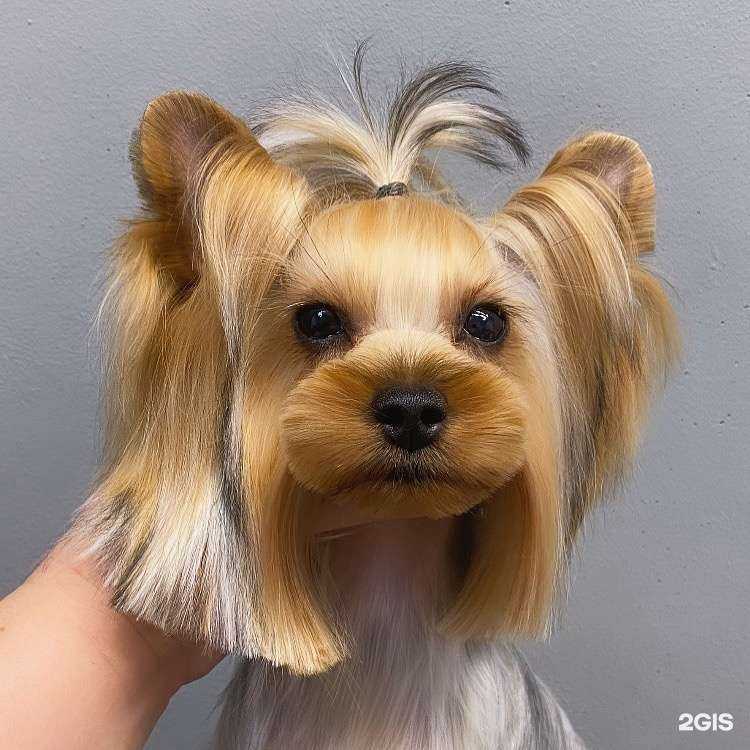 Отзывы на компанию ЧистоПес в г. Краснодар c фото