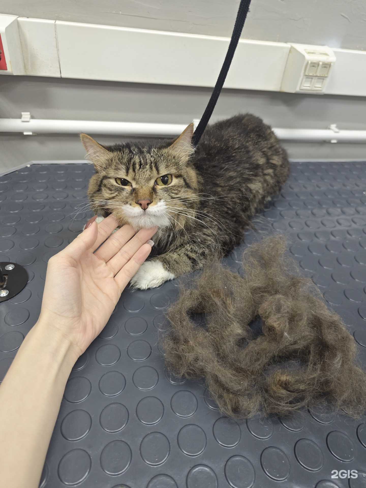 Отзывы на компанию Мини Лапки в Якутске c фото