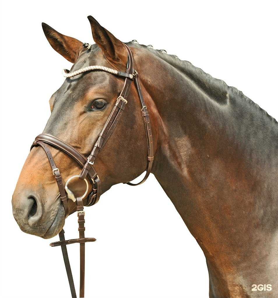 Отзывы на компанию Конная лавка в г. Липецк c фото