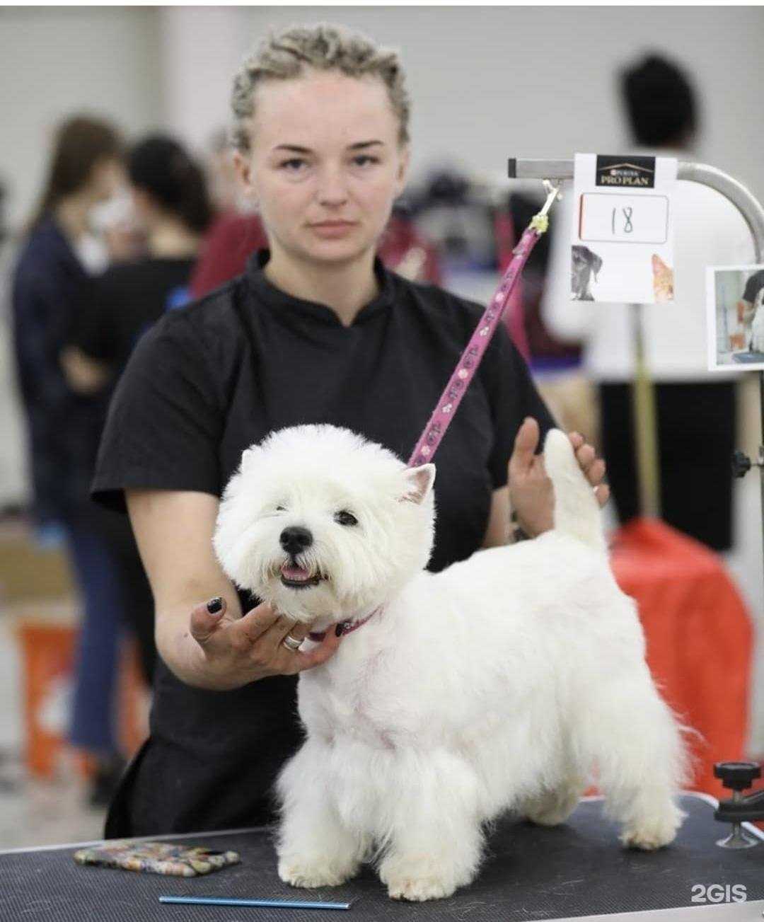 Отзывы на компанию VipDog в Барнауле c фото