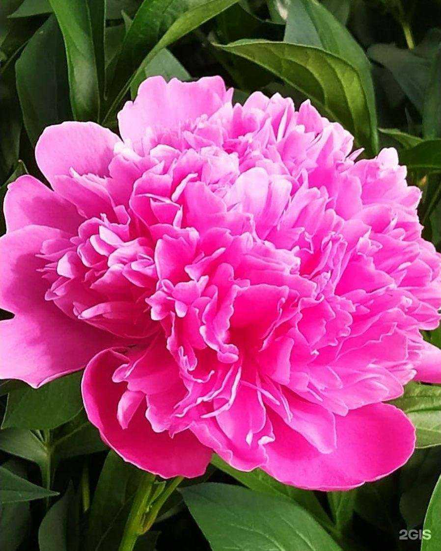 Отзывы на компанию Автомир в г. Волжск c фото