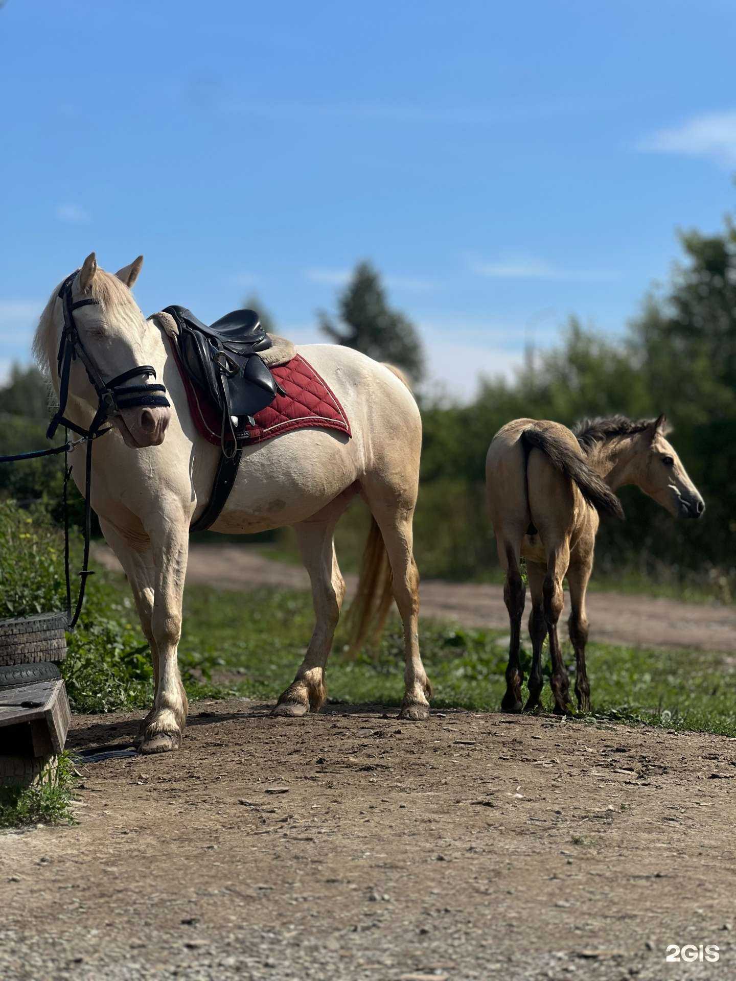 Отзывы на компанию Конный клуб для активного отдыха в Новосибирске c фото