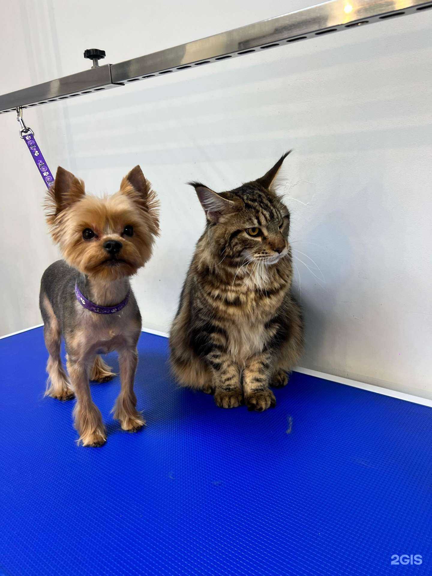 Отзывы на компанию Richi Grooming в Альметьевске c фото