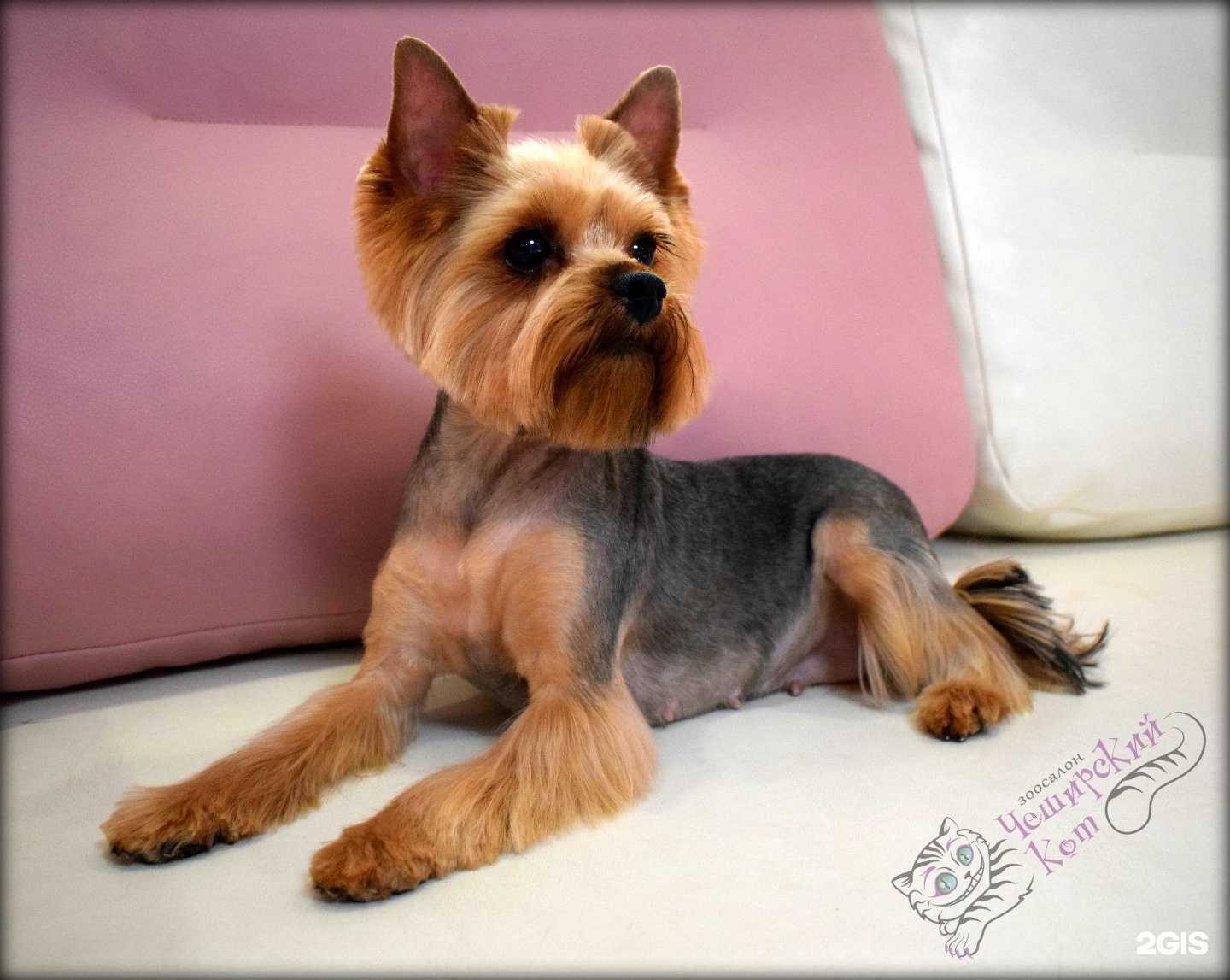 Отзывы на компанию Чеширский кот в Нижнем Новгороде c фото