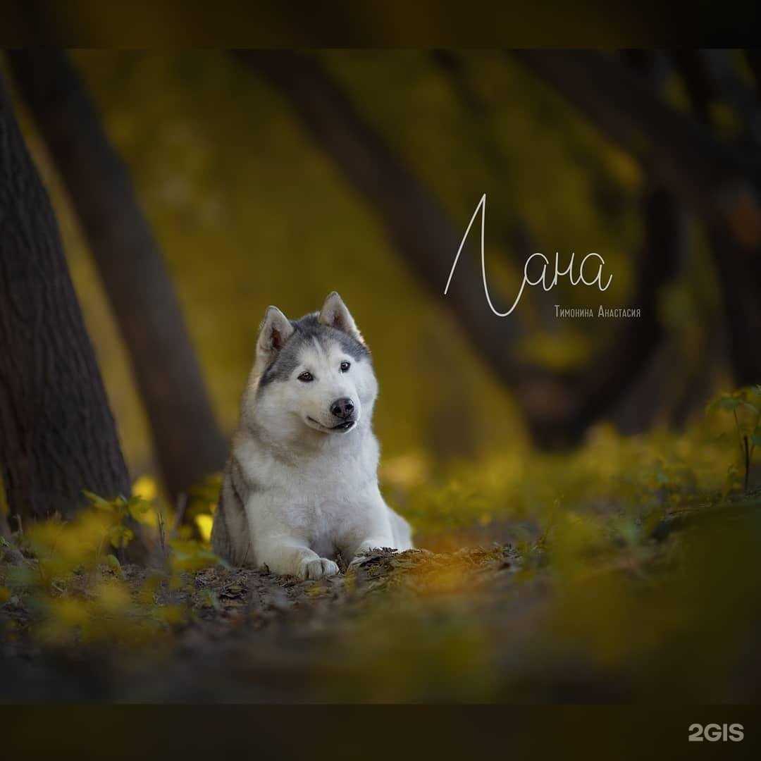 Отзывы на компанию Altay spirit в Барнауле c фото