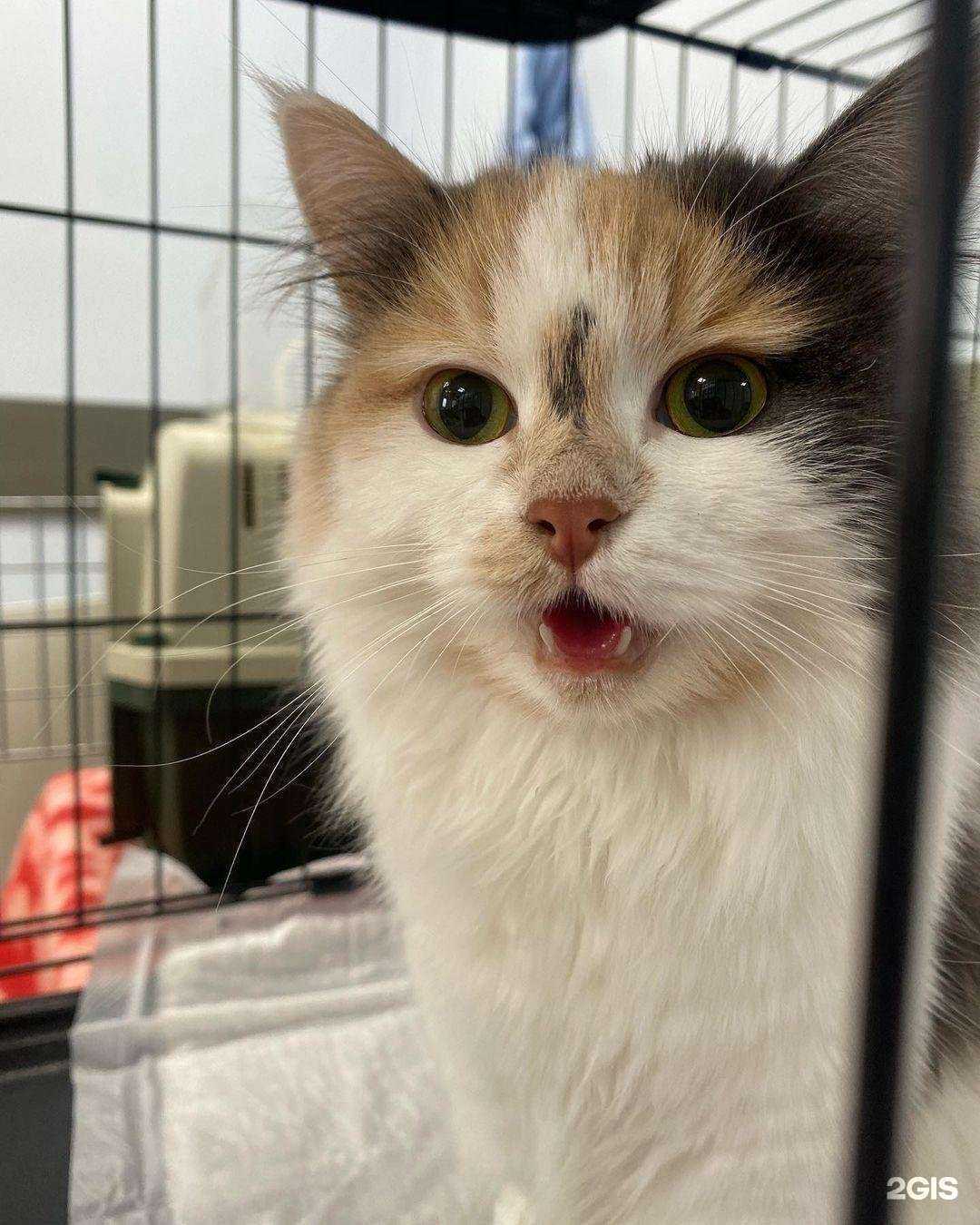 Отзывы на компанию Ветдуэт в Одинцове c фото