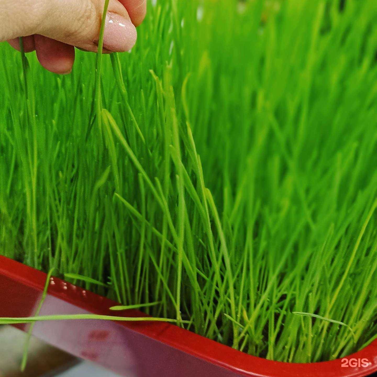 Отзывы на компанию Рыжебок в Оренбурге c фото