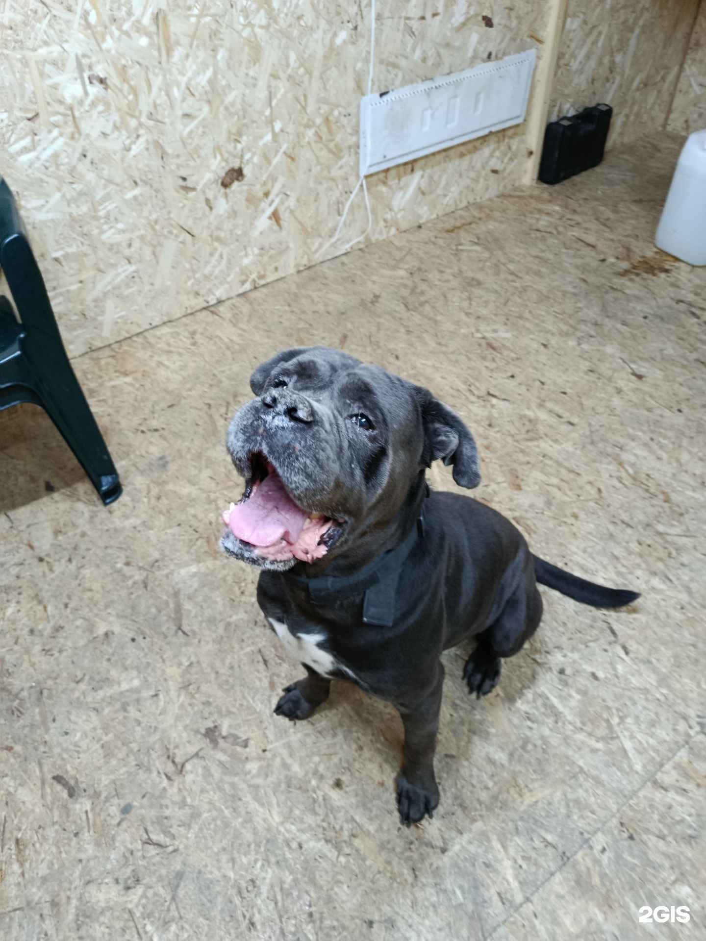 Отзывы на компанию Pet hostel в Иркутске c фото