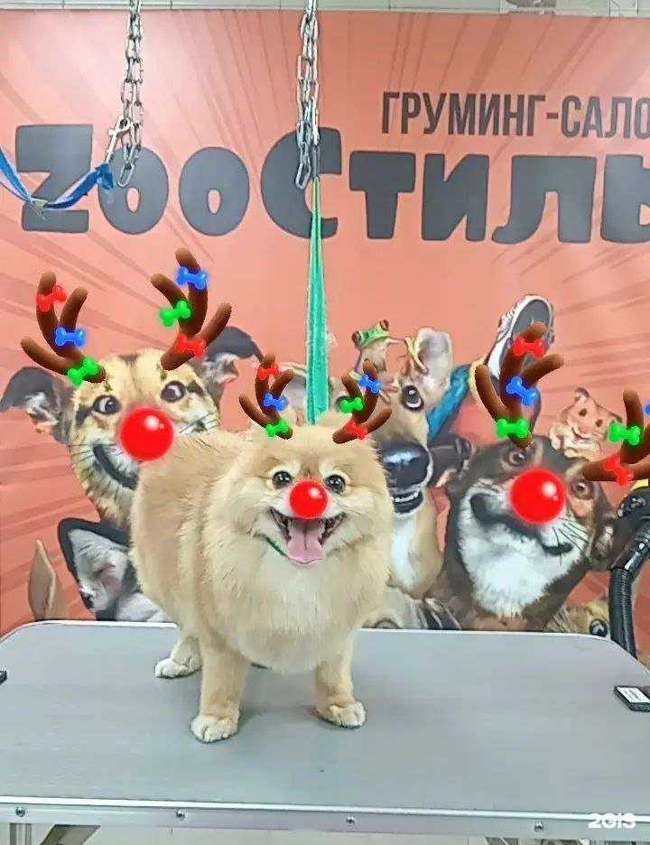 Отзывы на компанию ZооСтиль в Иркутске c фото