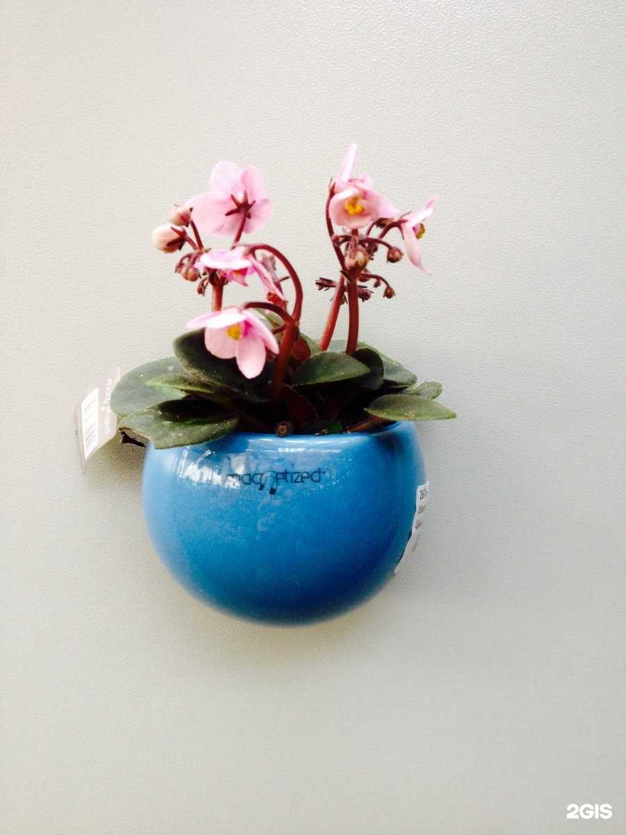 Отзывы на компанию Садовый центр в Краснодаре c фото