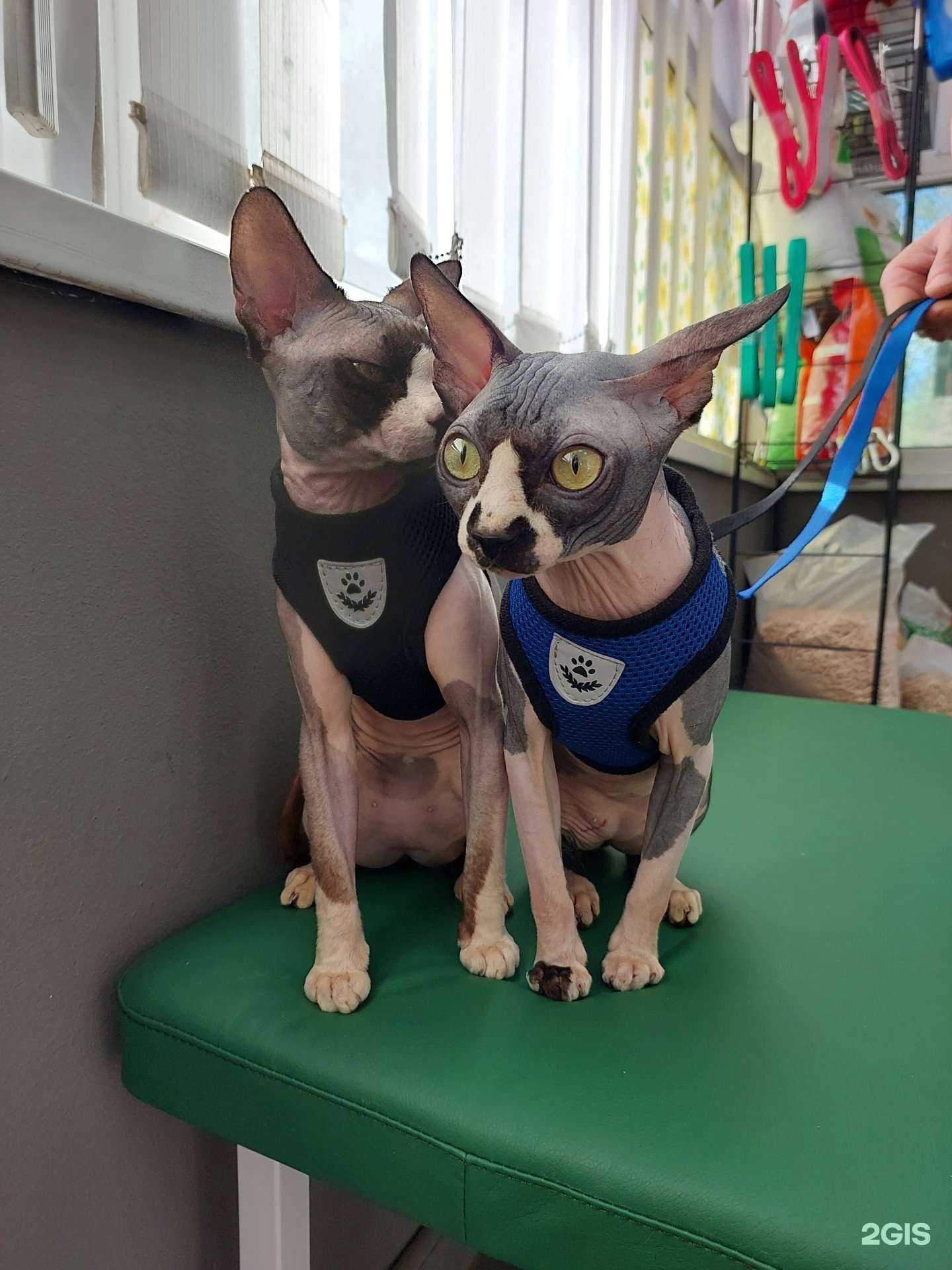 Отзывы на компанию Ветеринарный центр в Саратове c фото