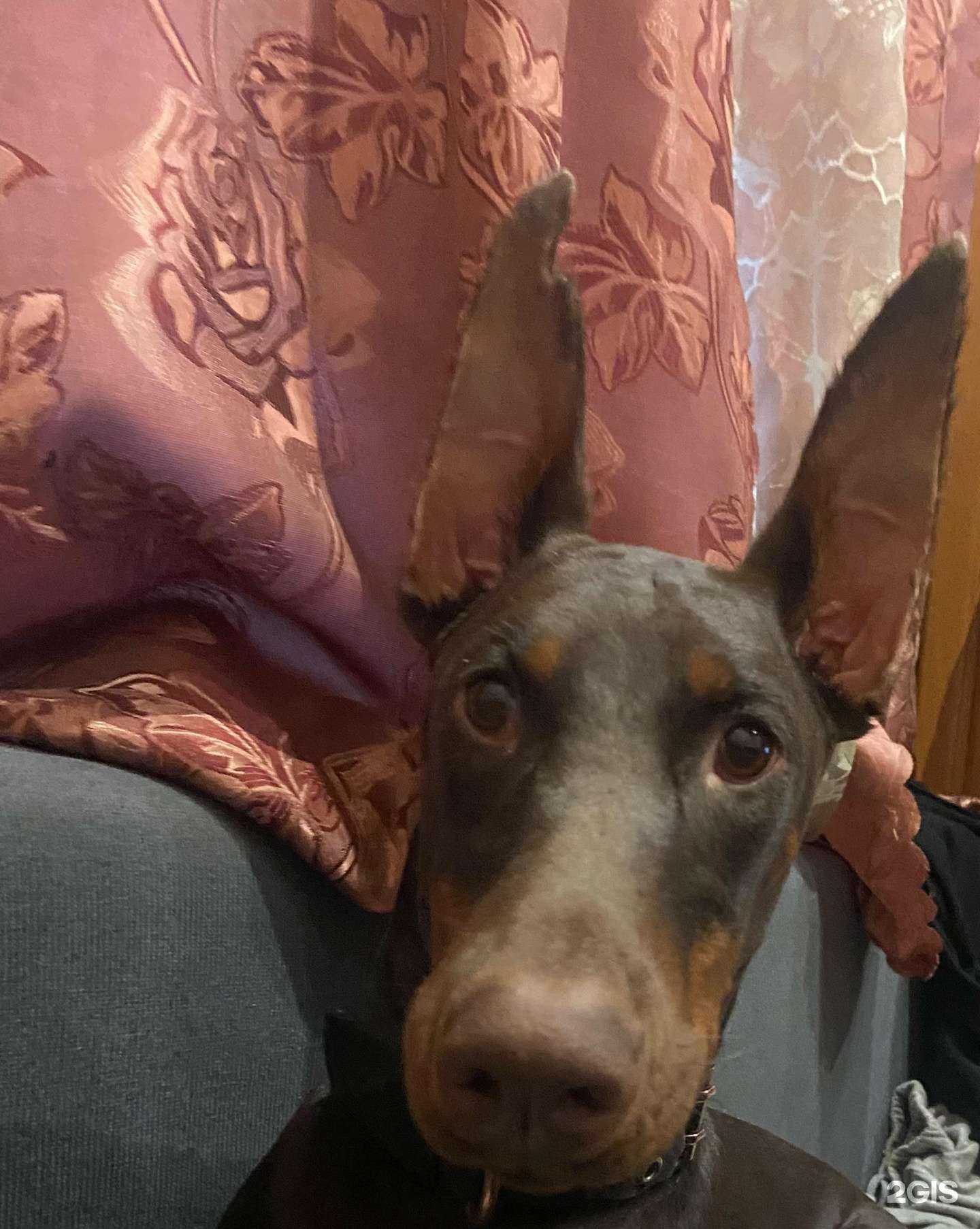 Отзывы на компанию Айболит в г. Ульяновск c фото