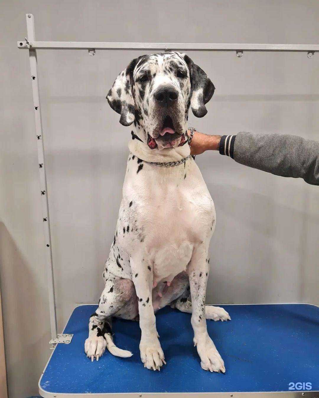 Отзывы на компанию Томский грумер в г. Томск c фото