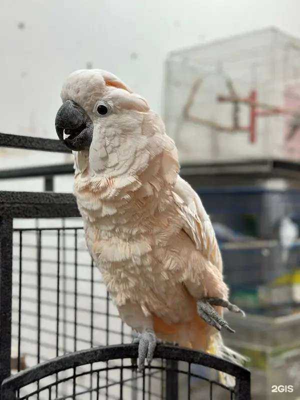 Отзывы на компанию Зоомагазин в г. Омск c фото