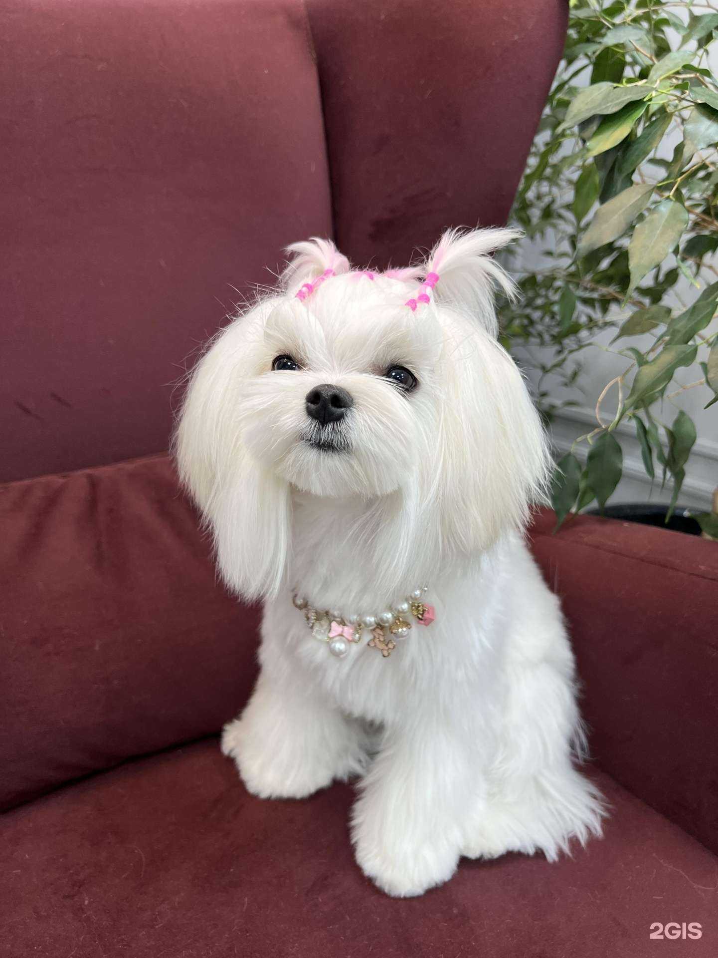 Отзывы на компанию Simba_zoo в г. Краснодар c фото