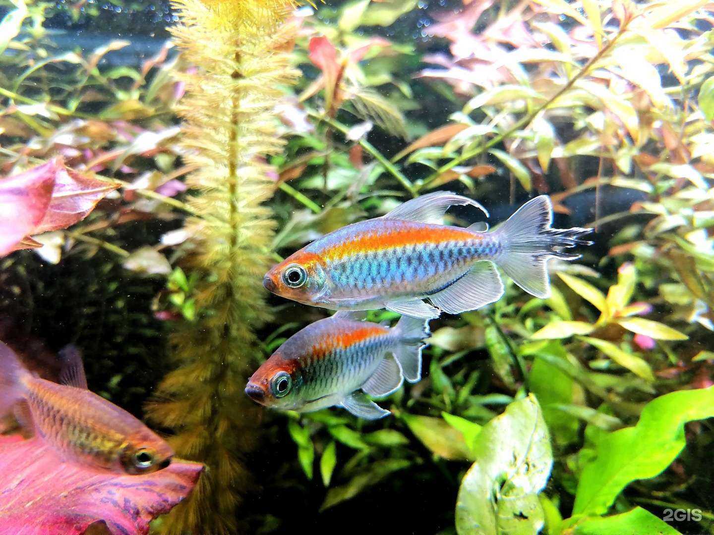 Отзывы на компанию БиоТоп в Новосибирске c фото