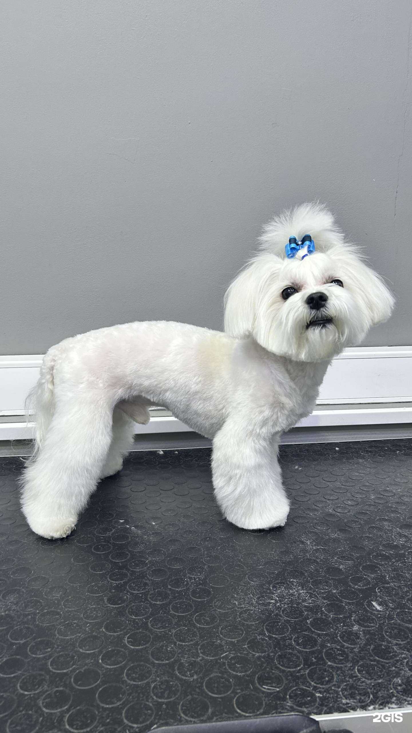 Отзывы на компанию Хатико в г. Новосибирск c фото