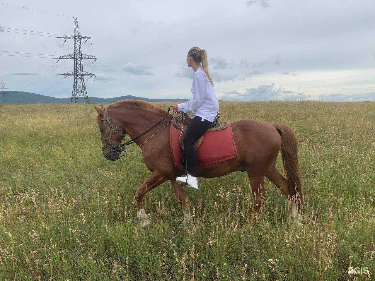 Отзывы на компанию Планета лошадей в Красноярске c фото