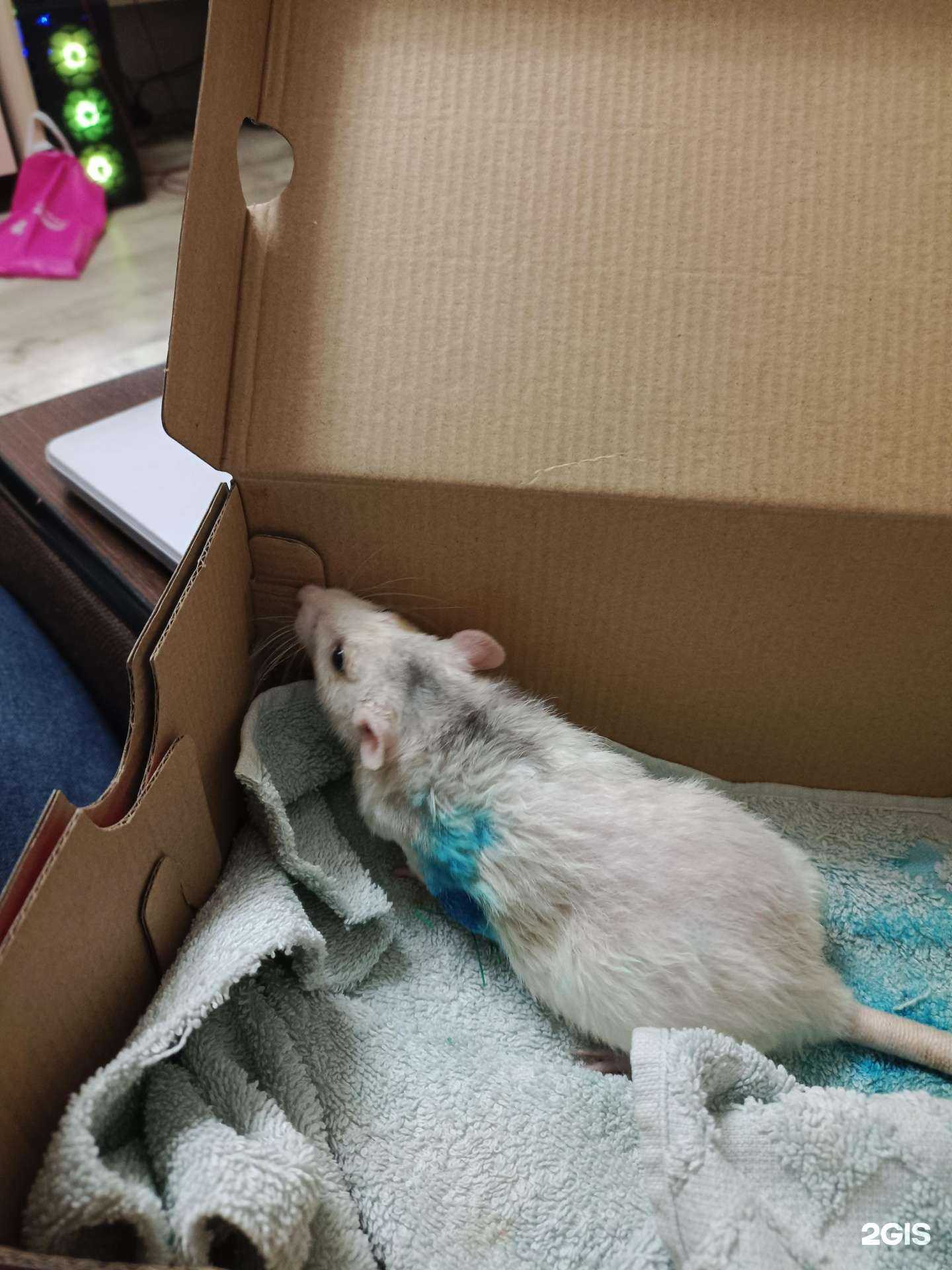 Отзывы на компанию Ветеринарная лечебница в Ульяновске c фото