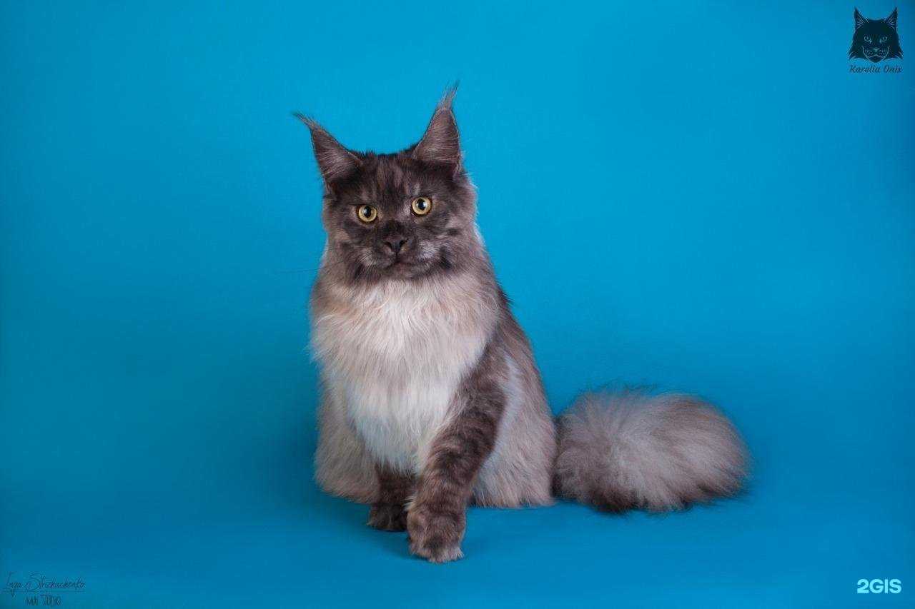 Отзывы на компанию Белый Бим в Петрозаводске c фото