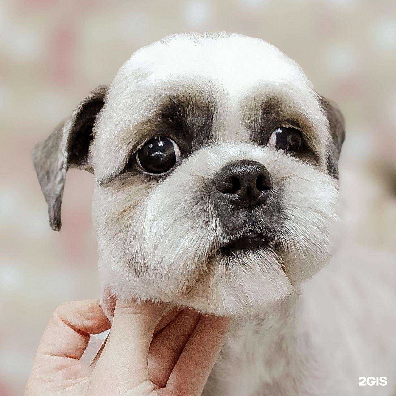 Отзывы на компанию Милый пёс в г. Новороссийск c фото