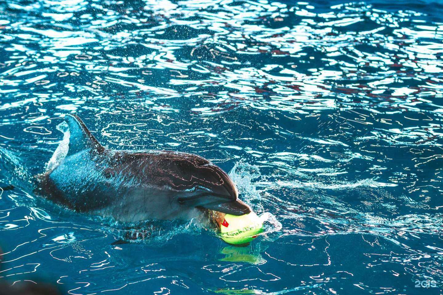 Отзывы на компанию Нижегородский дельфинарий в г. Нижний Новгород c фото