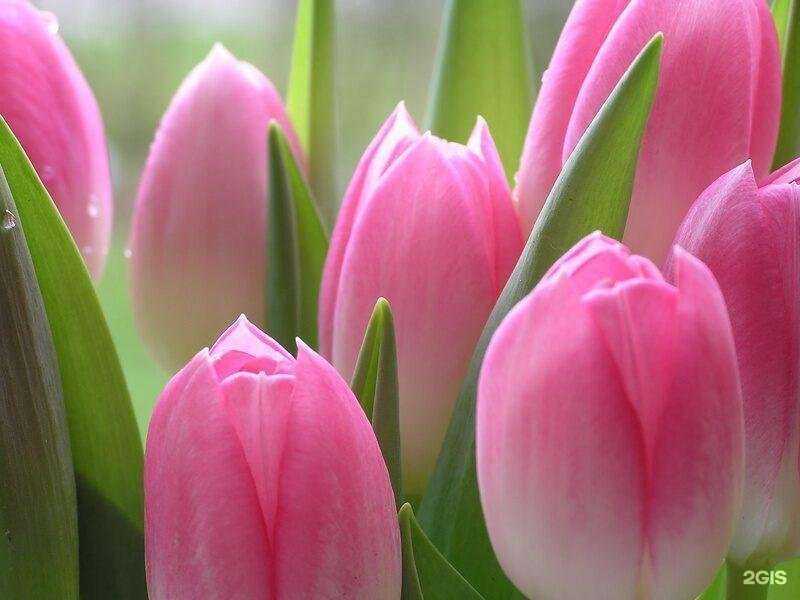 Отзывы на компанию Дорфлот в Сургуте c фото