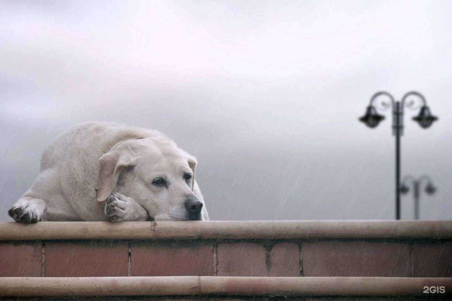 Отзывы на компанию ВетСервисВрн в Воронеже c фото