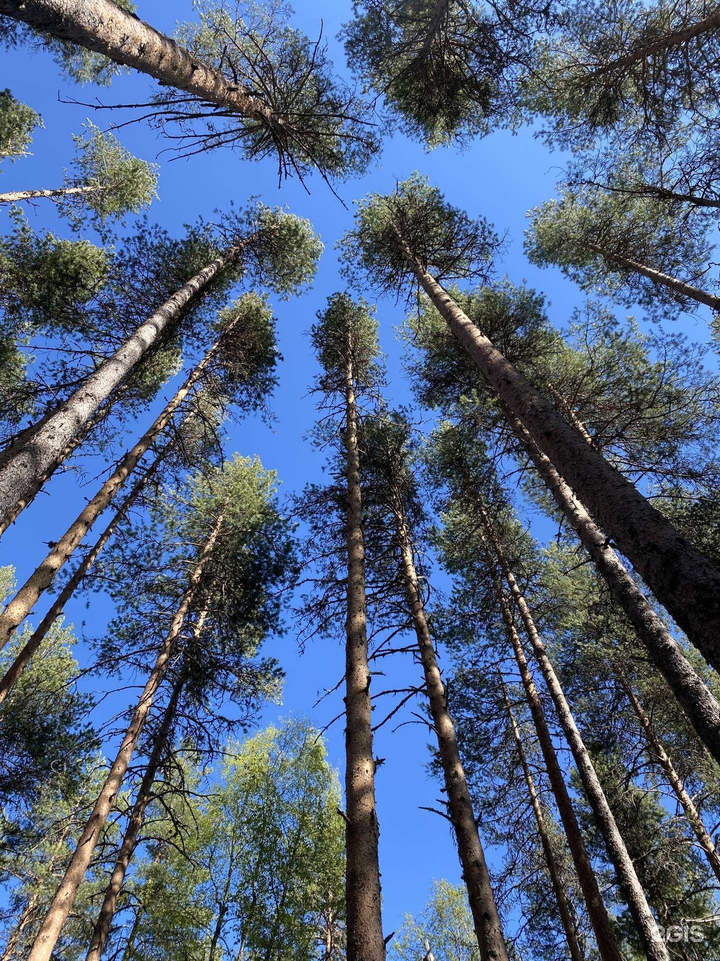 Отзывы на компанию Pine Land в Сосновом Боре c фото