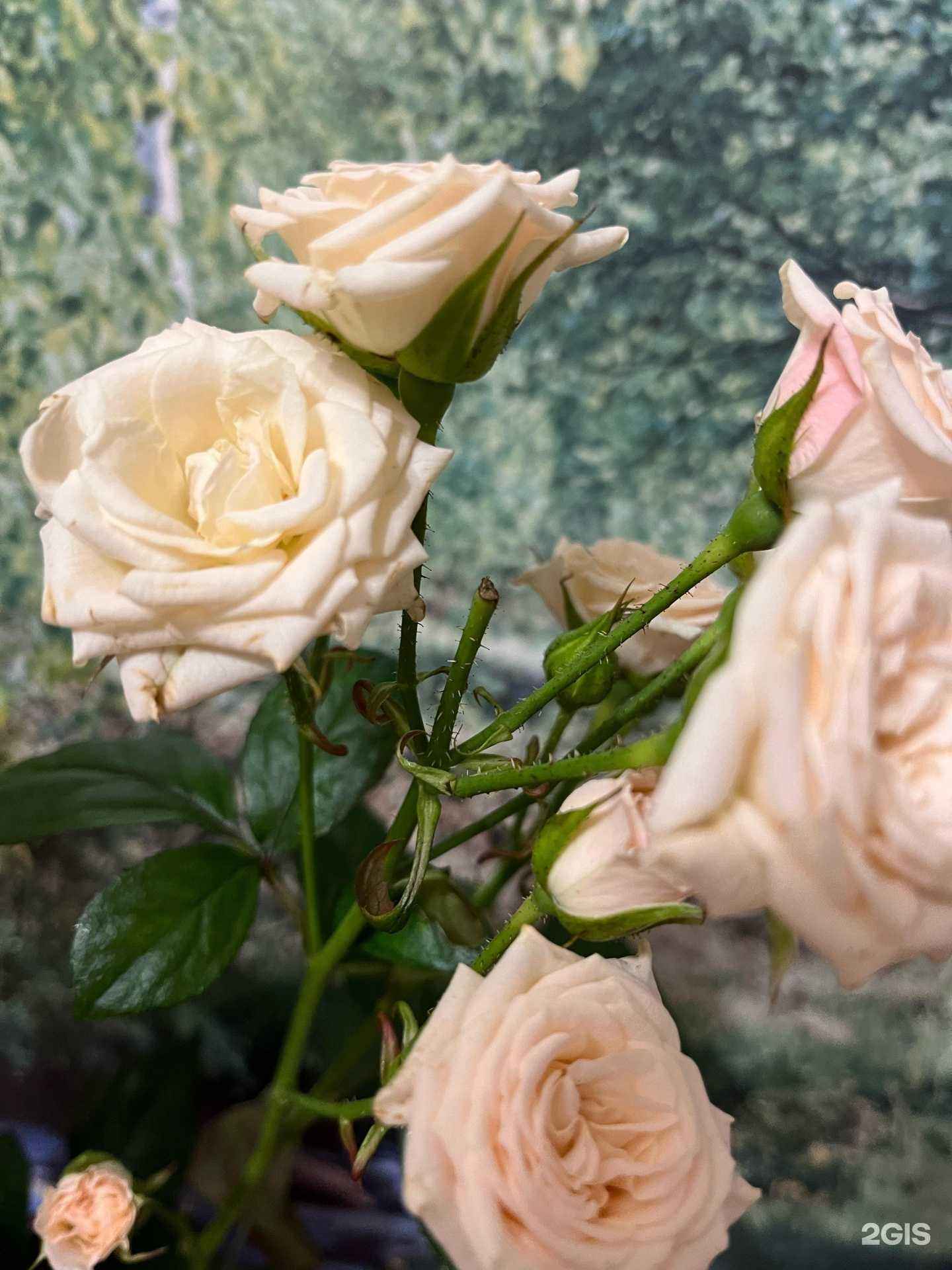 Отзывы на компанию Цветочный рай в Вязьме c фото