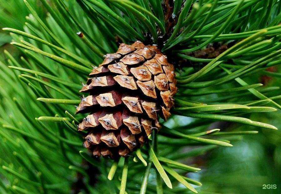 Отзывы на компанию Лесник в Воронеже c фото