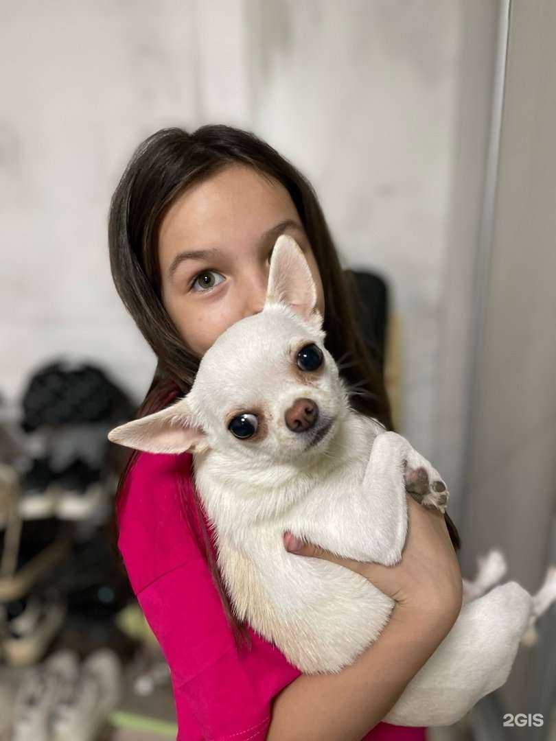 Отзывы на компанию PetSyk в Сыктывкаре c фото