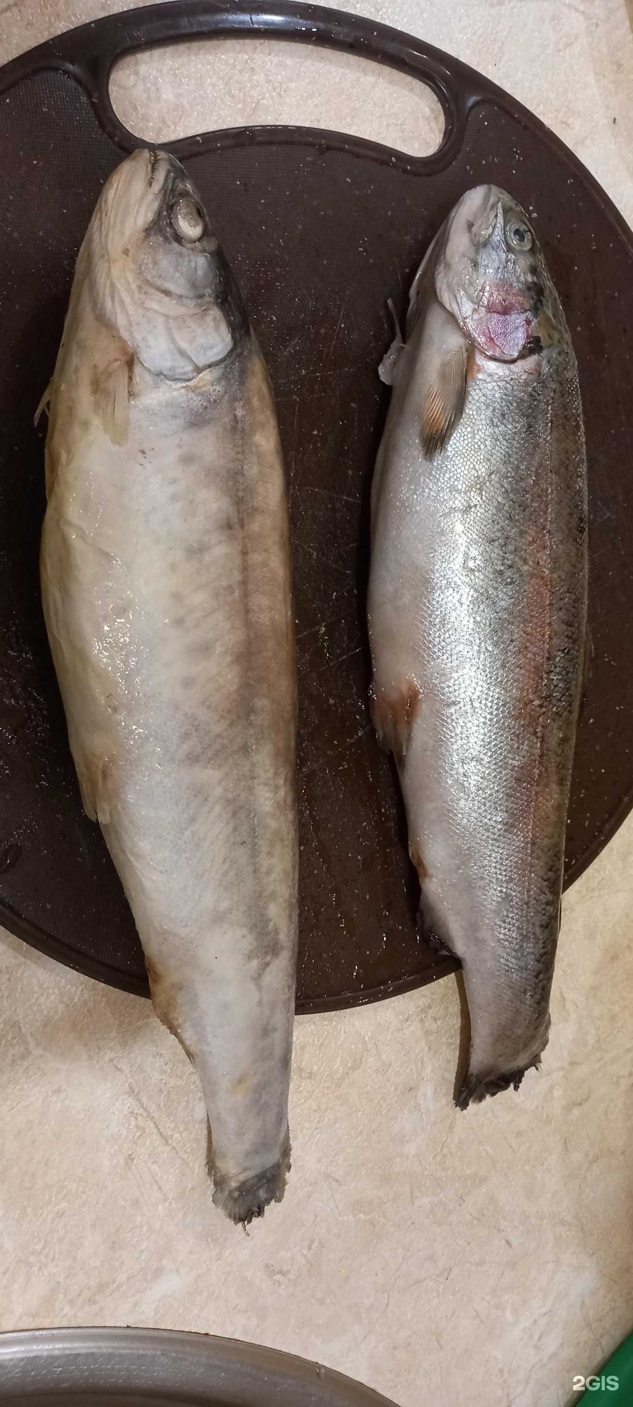 Отзывы на компанию Рыбмир в Новосибирске c фото