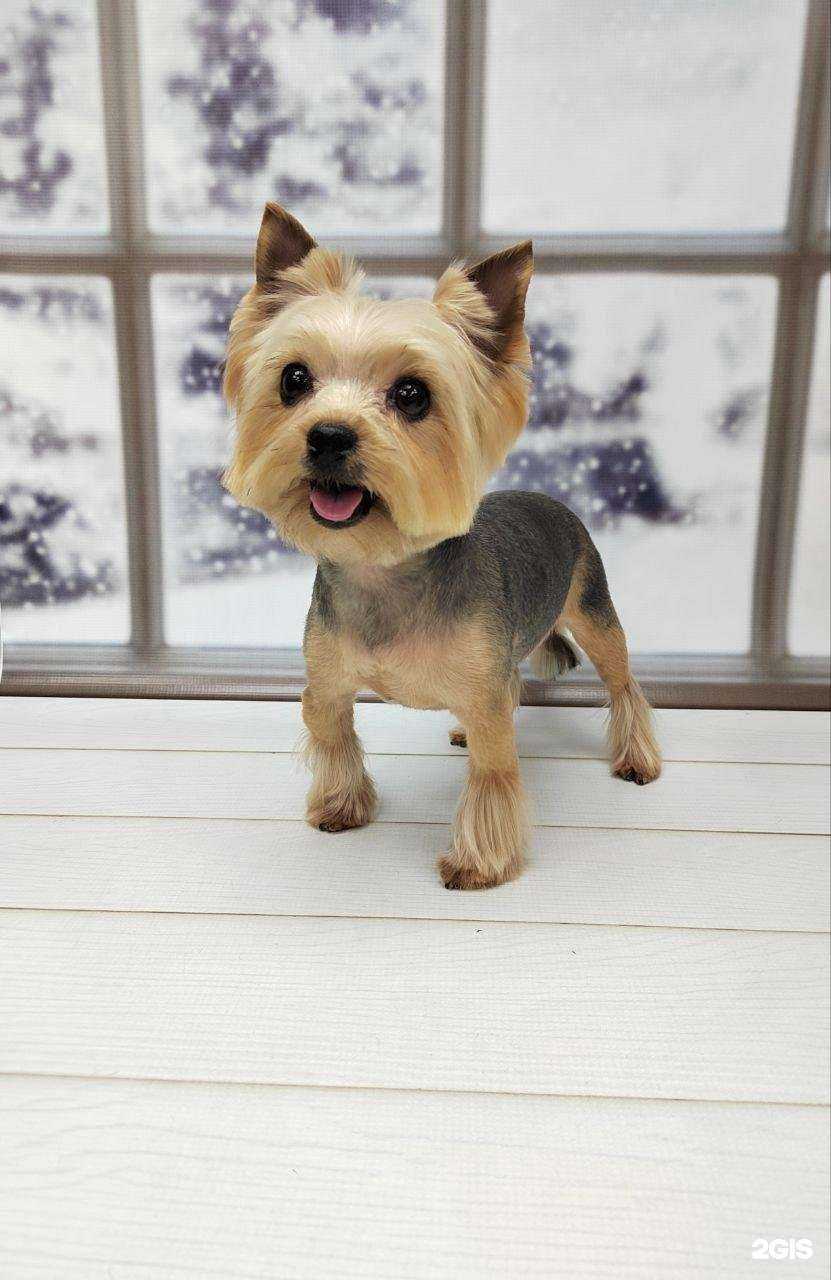 Отзывы на компанию Groom в Красноярске c фото