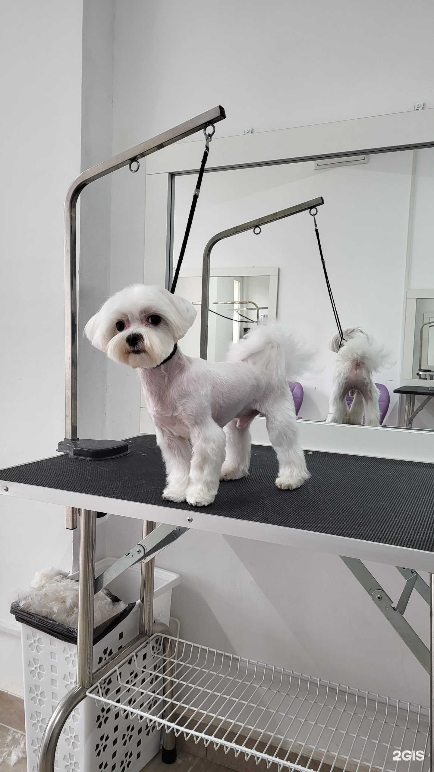 Отзывы на компанию GroomArt в г. Кострома c фото